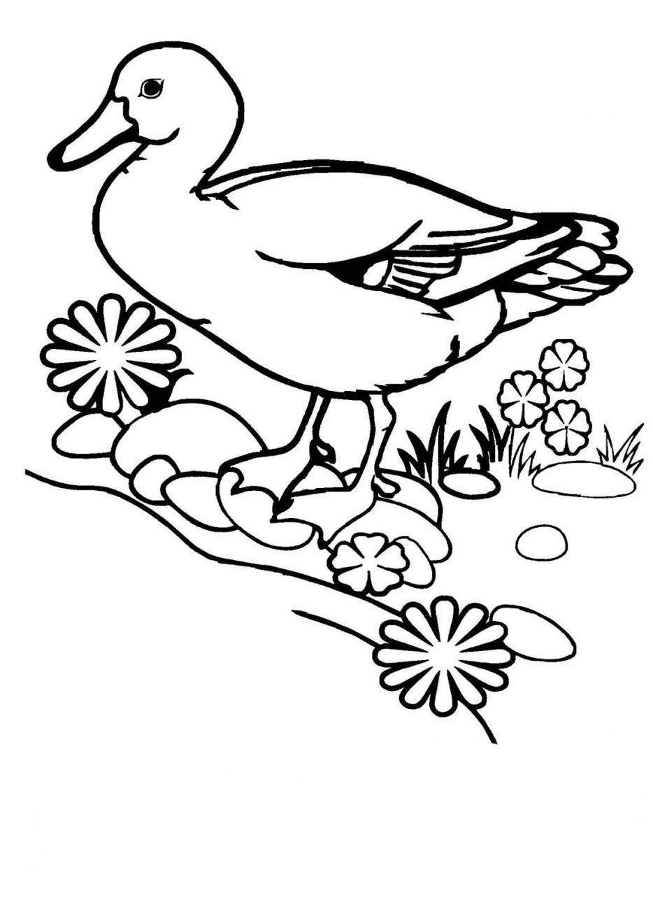 desene de colorat curcan